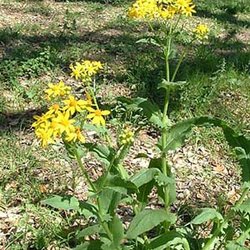 Senecio ampullaceus — Asteraceae