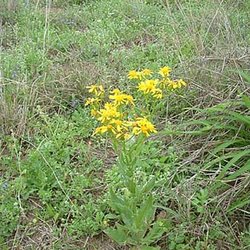 Senecio ampullaceus — Asteraceae