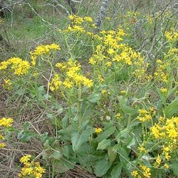 Senecio ampullaceus — Asteraceae
