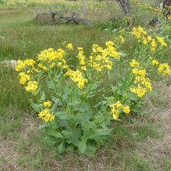 Senecio ampullaceus — Asteraceae