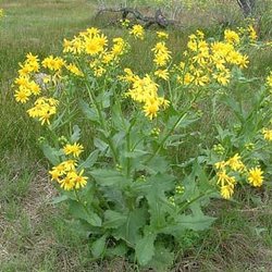 Senecio ampullaceus — Asteraceae
