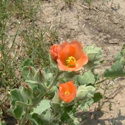 Sphaeralcea lindheimeri — Malvaceae