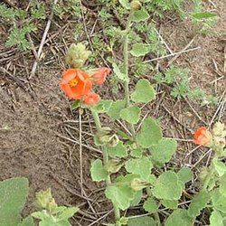 Sphaeralcea lindheimeri — Malvaceae