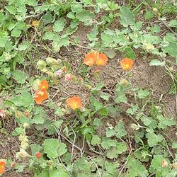 Sphaeralcea lindheimeri — Malvaceae