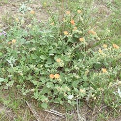 Sphaeralcea lindheimeri — Malvaceae