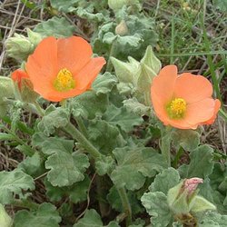 Sphaeralcea lindheimeri — Malvaceae
