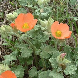 Sphaeralcea lindheimeri — Malvaceae