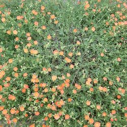 Sphaeralcea lindheimeri — Malvaceae