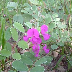 Tephrosia lindheimeri — Fabaceae