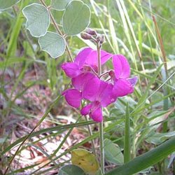 Tephrosia lindheimeri — Fabaceae
