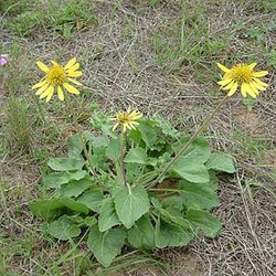 Tetragonotheca repanda — Asteraceae