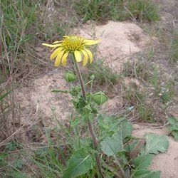 Tetragonotheca repanda — Asteraceae