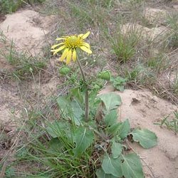 Tetragonotheca repanda — Asteraceae