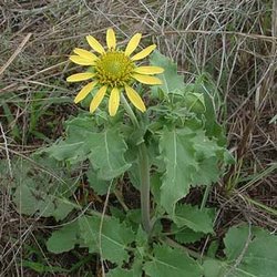 Tetragonotheca repanda — Asteraceae