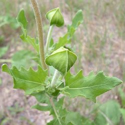 Tetragonotheca repanda — Asteraceae