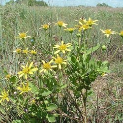 Tetragonotheca repanda — Asteraceae