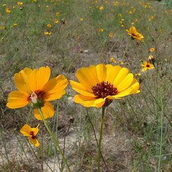 Thelesperma nuecense — Asteraceae