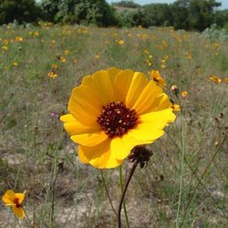 Thelesperma nuecense — Asteraceae