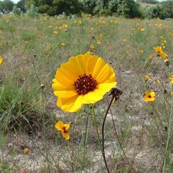 Thelesperma nuecense — Asteraceae