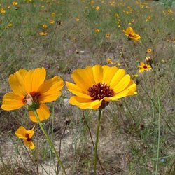 Thelesperma nuecense — Asteraceae