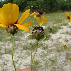 Thelesperma nuecense — Asteraceae