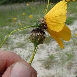 Thelesperma nuecense — Asteraceae
