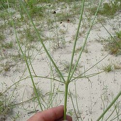 Thelesperma nuecense — Asteraceae