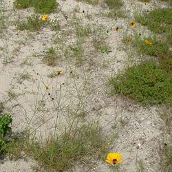 Thelesperma nuecense — Asteraceae