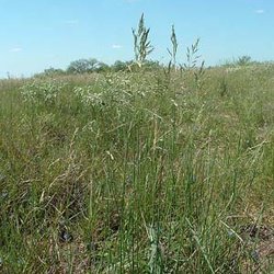 Vaseyochloa multinervosa — Poaceae