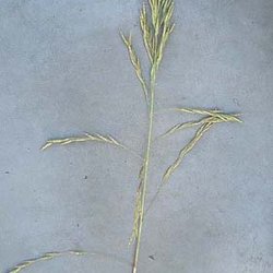Vaseyochloa multinervosa — Poaceae