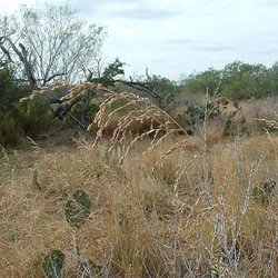 Vaseyochloa multinervosa — Poaceae