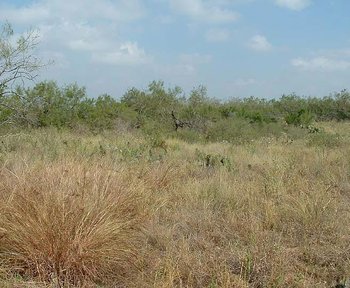 Mesquite savanna on sandy soils